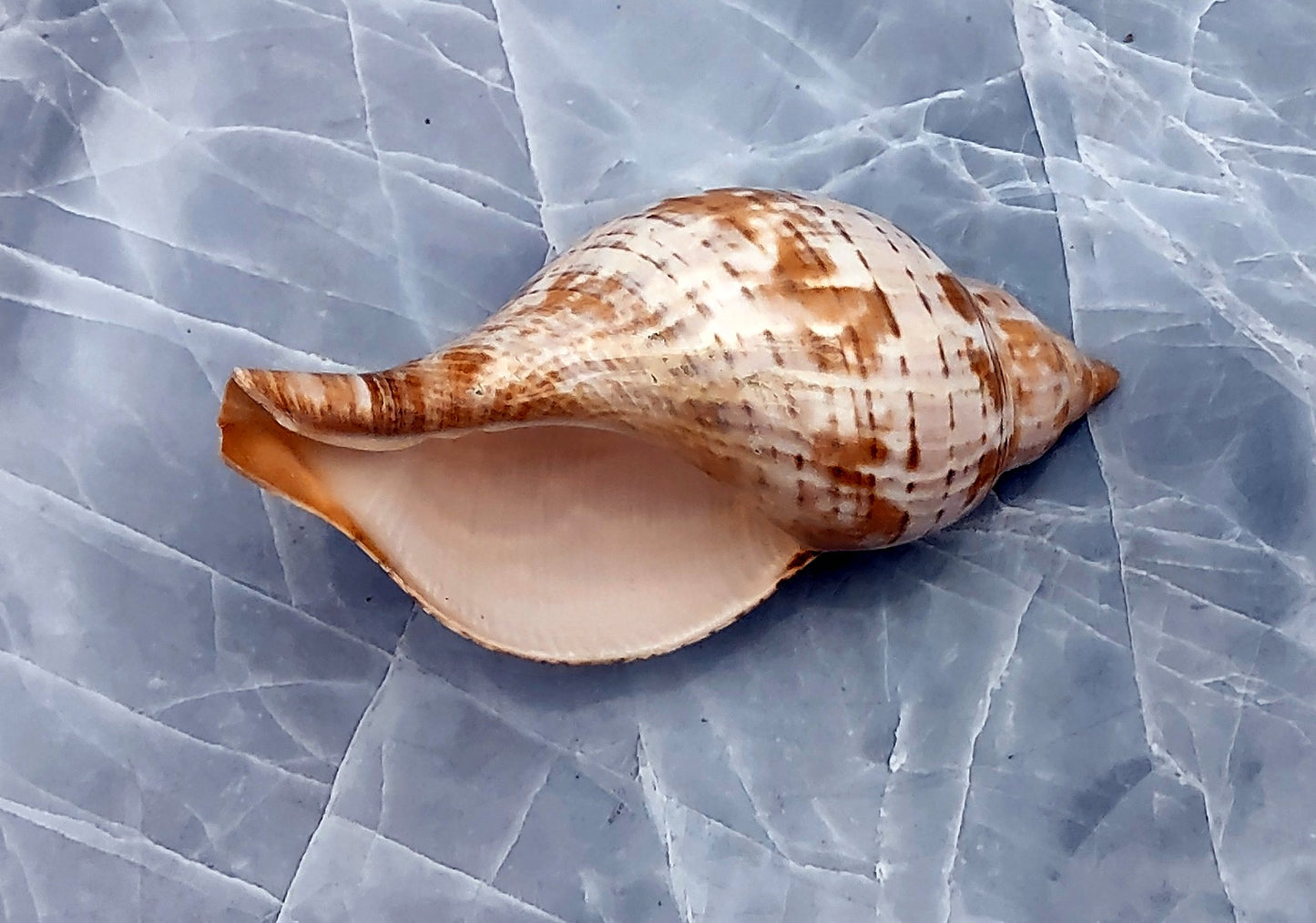 True Tulip Seashell - Fasciolaria Tulipa - (1 shell approx. 3-4 inches). Multiple shells laying to show the different angles of the coloring, shape, and patterns. Copyright 2022 SeaShellSupply.com.