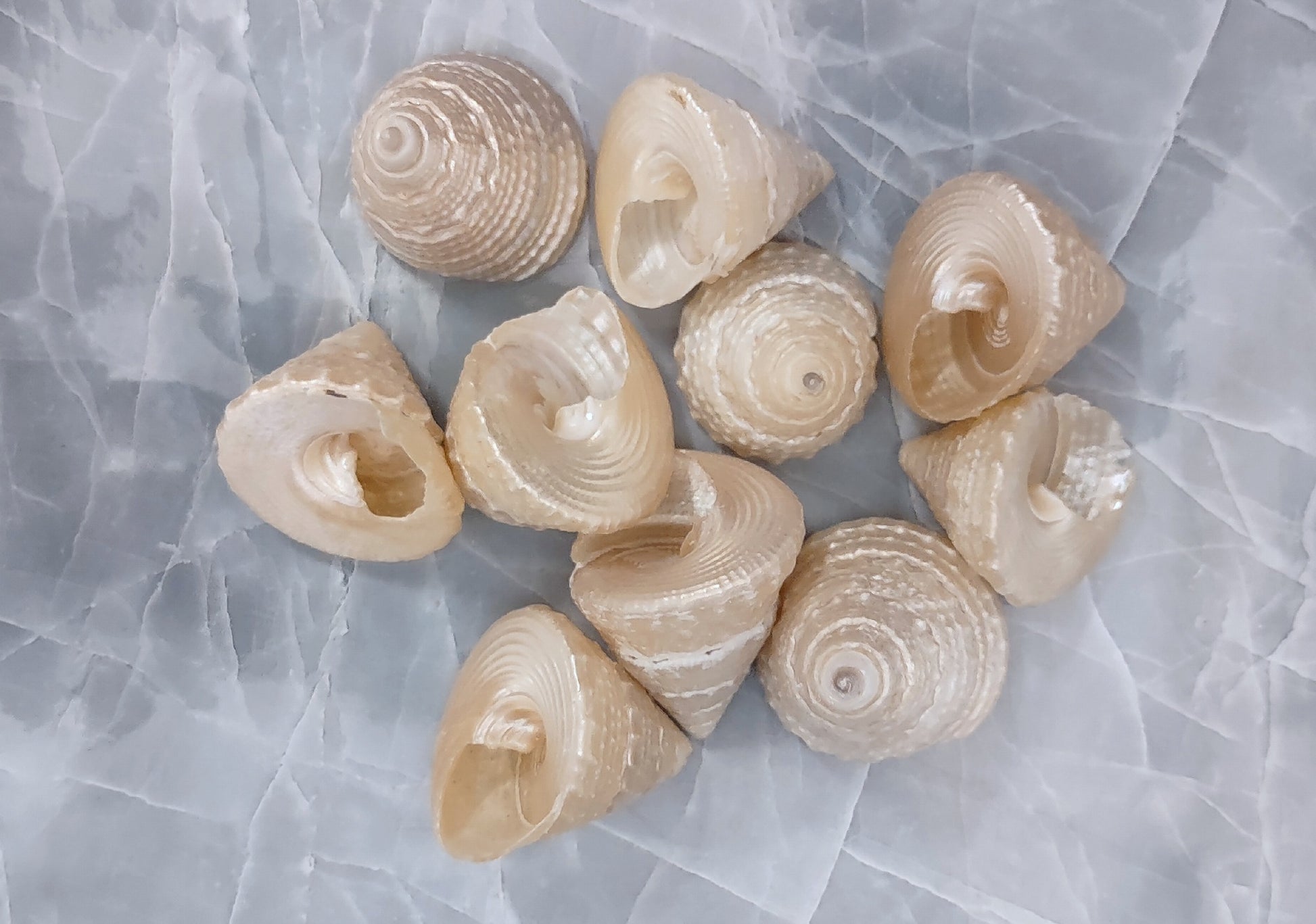 Pearlized Trochus Seashell - Trochus Niloticus - (10 shells approx. .75-1 inch). Multiple white shiny spiral shells in a grouping. Copyright 2022 SeaShellSupply.com.