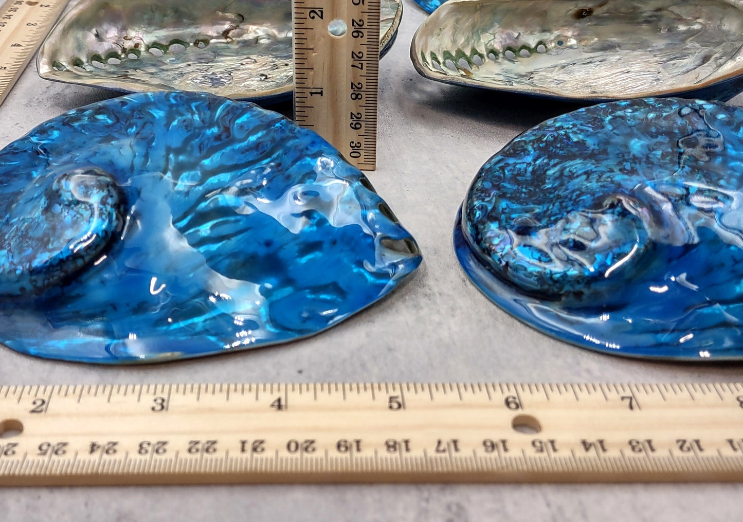 Polished Blue Dyed Abalone Midas Seashell Haliotis Midae (1 shell approx. 5+ inches) Blue tinted shells for display crafts & collecting!