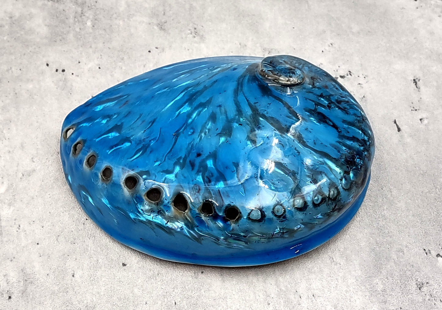 Polished Blue Dyed Abalone Midas Seashell Haliotis Midae (1 shell approx. 5+ inches) Blue tinted shells for display crafts & collecting!