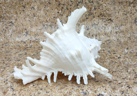 Large Ramose Murex White Seashell Chicoreus Ramosa (1 shell approx. 6. –  seashellmart