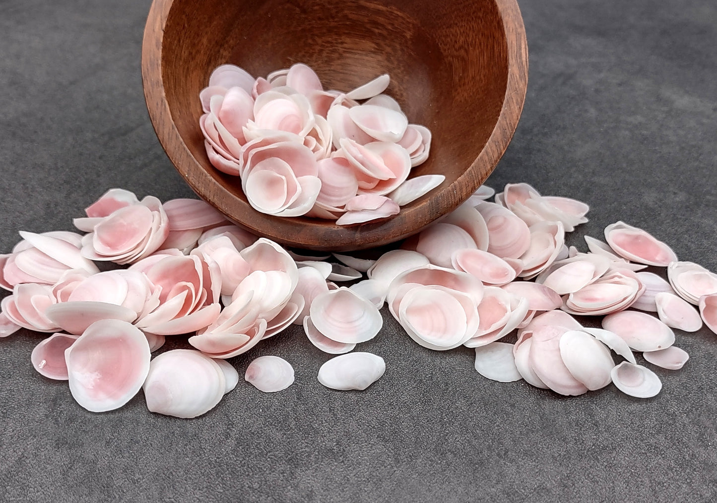 Light Pink Tellin Seashell Rose Petal Halves (approx. 0.25 cup 20+ shells 0.75+ inches) Copyright 2024 SeaShellSupply.com.