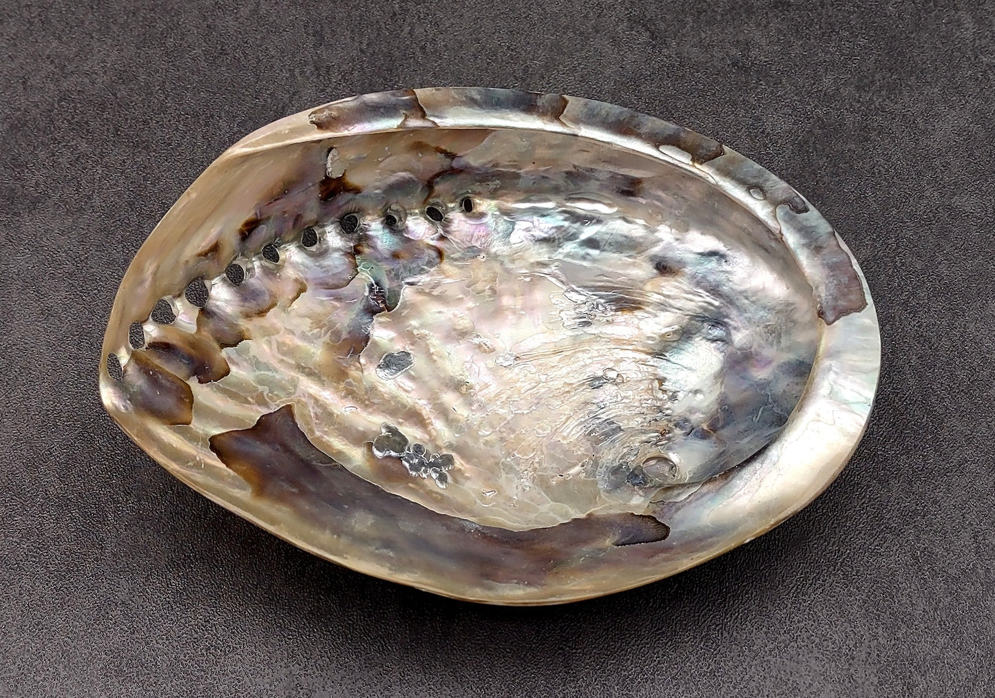 Polished White Abalone Midas Seashell Haliotis Midae (1 shell approx. 5+ inches) Iridescent shell polished for display, crafts & collecting!