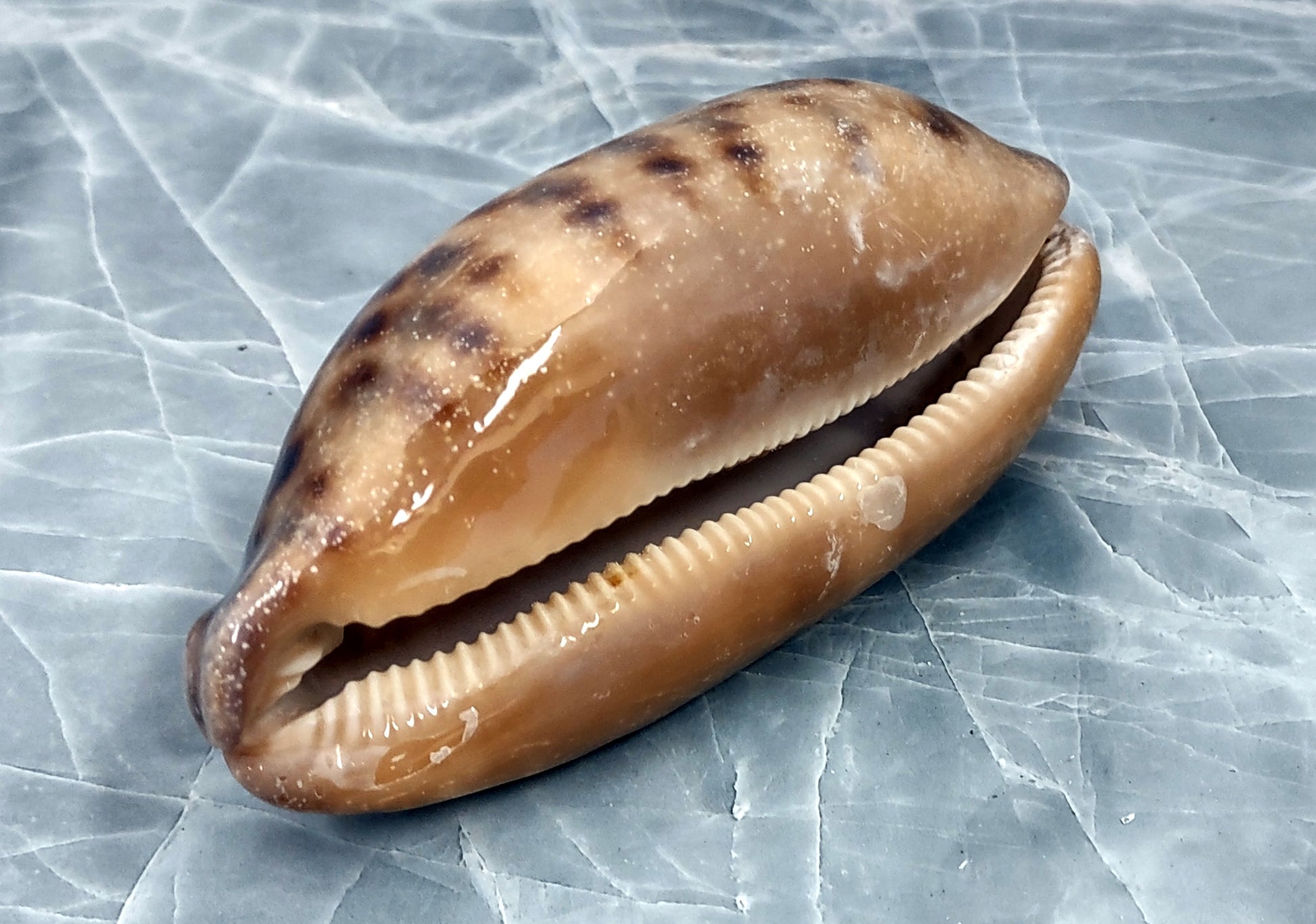 Tortoise Cowrie Seashell - Cypraea Testudinaria - (1 shell approx. 4-4.5 inches). Brown and white tinted wide wrapped shell. Copyright 2022 SeaShellSupply.com.