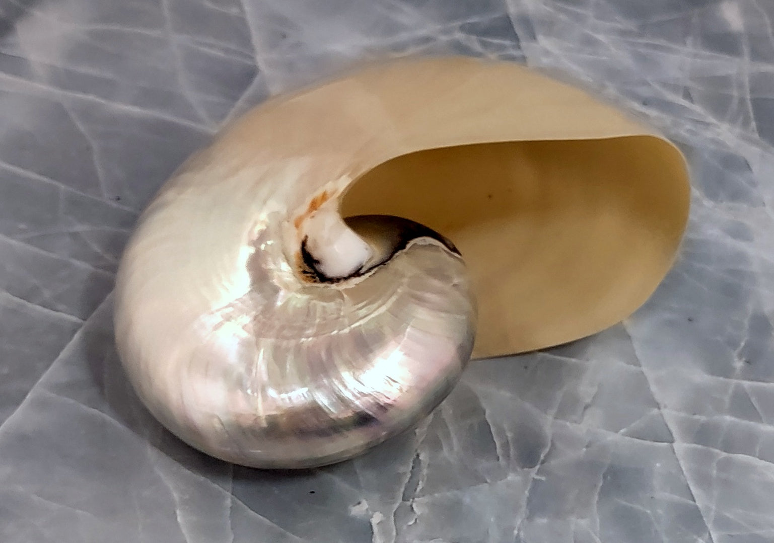 Baby Pearlized Nautilus Seashell - Nautilus Pompilius - (1 shell approx. 3-4 inches). Tightly wound shell with wide opening. Copyright 2022 SeaShellSupply.com.