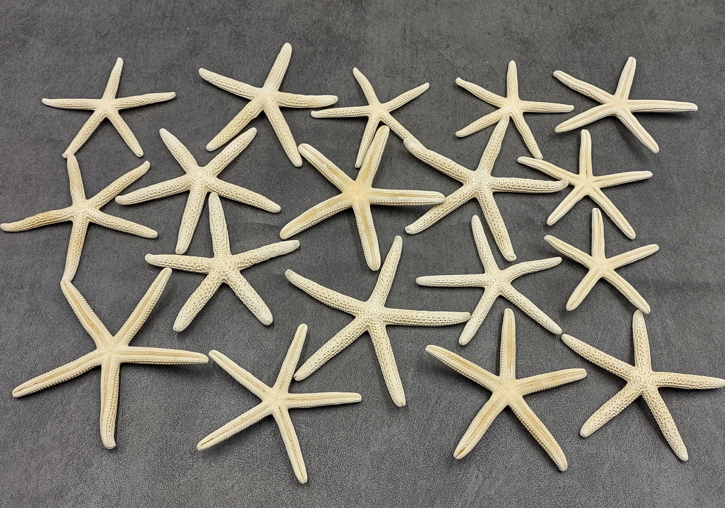 White Finger Starfish - Linckia Laevigata - (3 starfish approx. 3-4 inches) Great for ocean displays, art projects, crafts & collecting!. On dark background. Copyright 2022 SeaShellSupply.com.