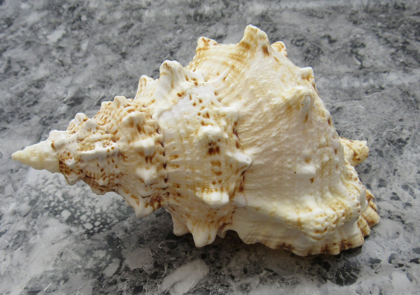 Nutmeg Snail Seashells Cancellara Undulata (15 shells approx. 1+ inches) Adorable shells for any coastal collection or display! Brown and tan pastel shells. Copy right 2024 SeaShellMart101.com