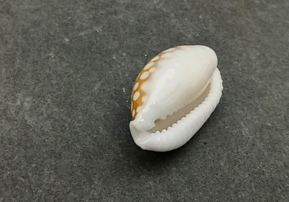 Large Sieve Cowrie - Cypraea Cribraria - (1 shell, 1-1.25 inches). Tan or caramel shell with white edges and white dots. Copyright 2022 SeaShellSupply.com.
