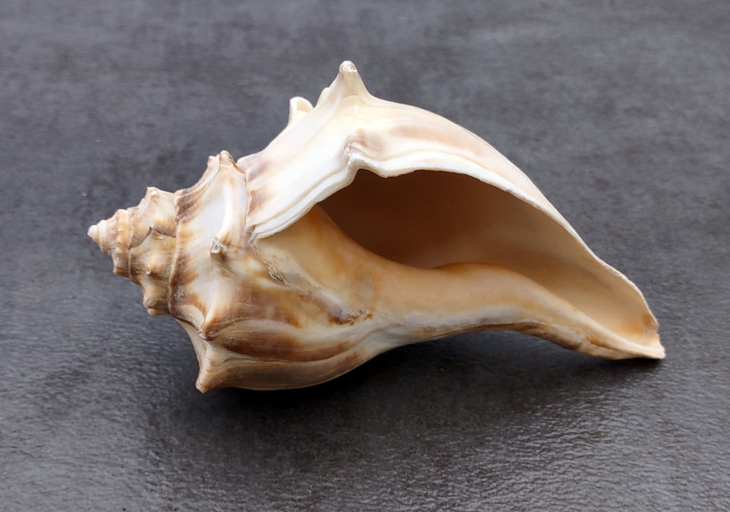 Right Handed Whelk Seashell Knobbed Dark Streaked Busycon Carica (1 shell approx. 5+ inches) Natural sea shells for display & collecting! Light tan spiral shell with smaller spikes. Copy right 2024 SeaShellMart.com