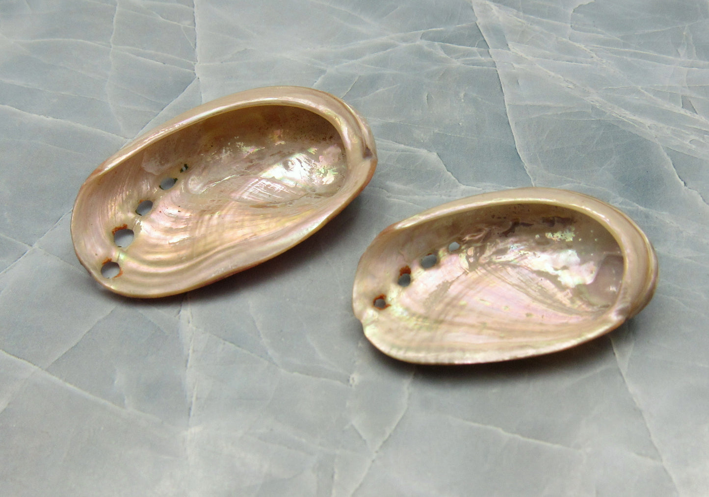 Polished Red Abalone Seashell Haliotis Rufescens (2 shells approx. 1.5+ inches) Polished sea shell amazing for arts & crafts or décor! Brown ombre polished shells. Copy right 2024 SeaShellSupply.com