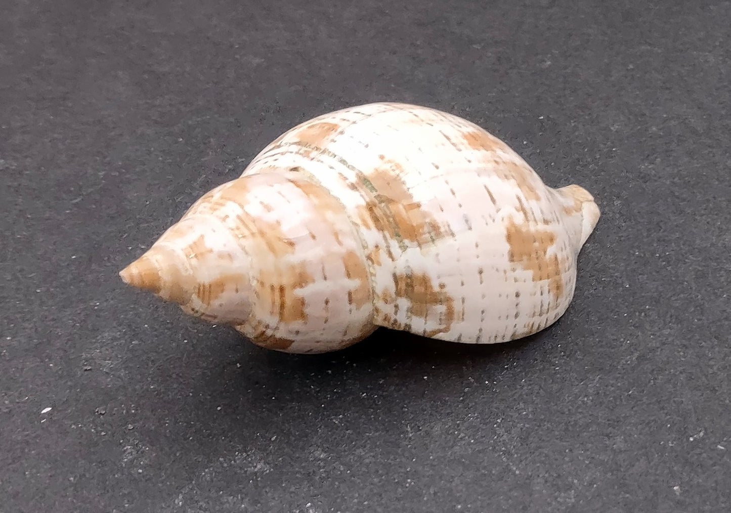 True Tulip Seashell - Fasciolaria Tulipa - (1 shell approx. 3-4 inches). Multiple shells laying to show the different angles of the coloring, shape, and patterns. Copyright 2022 SeaShellSupply.com.