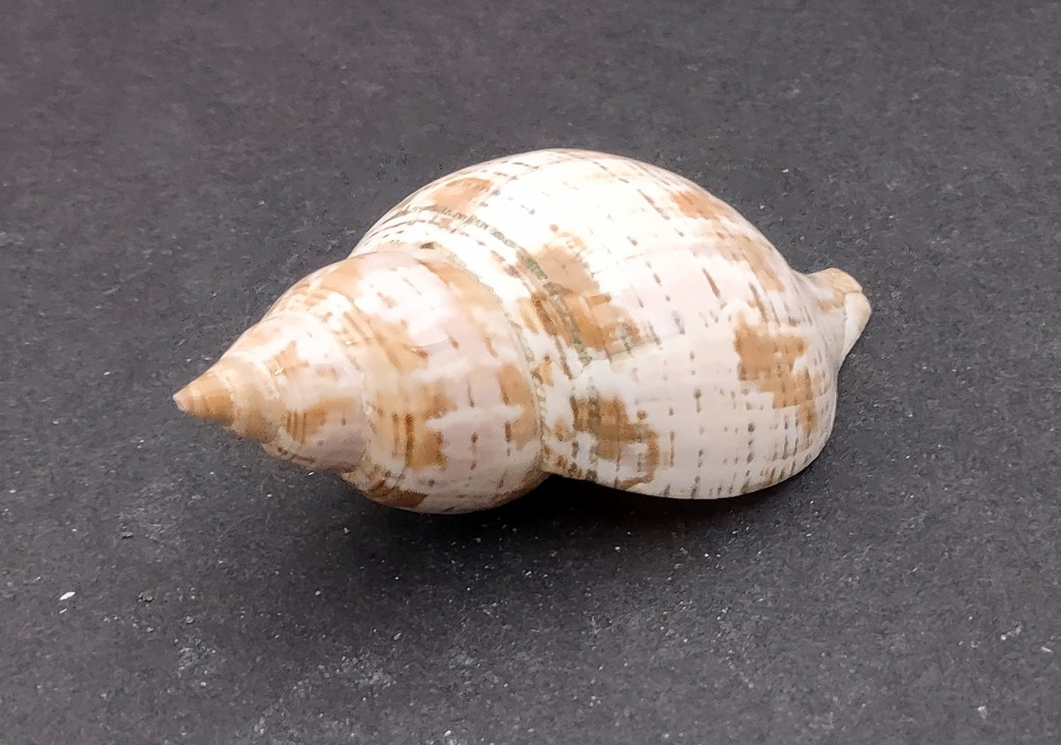 True Tulip Seashell - Fasciolaria Tulipa - (1 shell approx. 3-4 inches). Multiple shells laying to show the different angles of the coloring, shape, and patterns. Copyright 2022 SeaShellSupply.com.