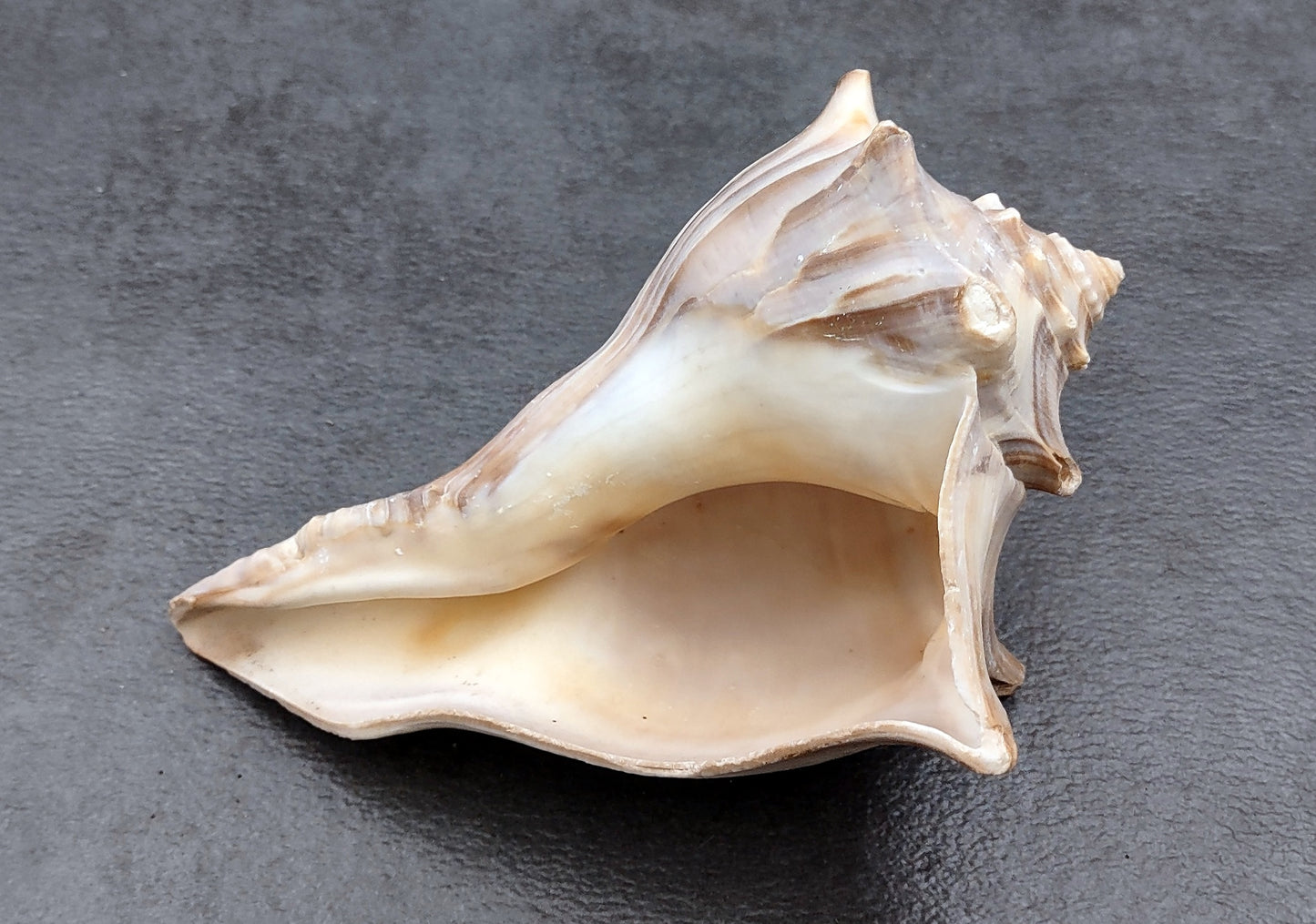 Right Handed Whelk Seashell Knobbed Dark Streaked Busycon Carica (1 shell approx. 5+ inches) Natural sea shells for display & collecting! Light tan spiral shell with smaller spikes. Copy right 2024 SeaShellMart.com