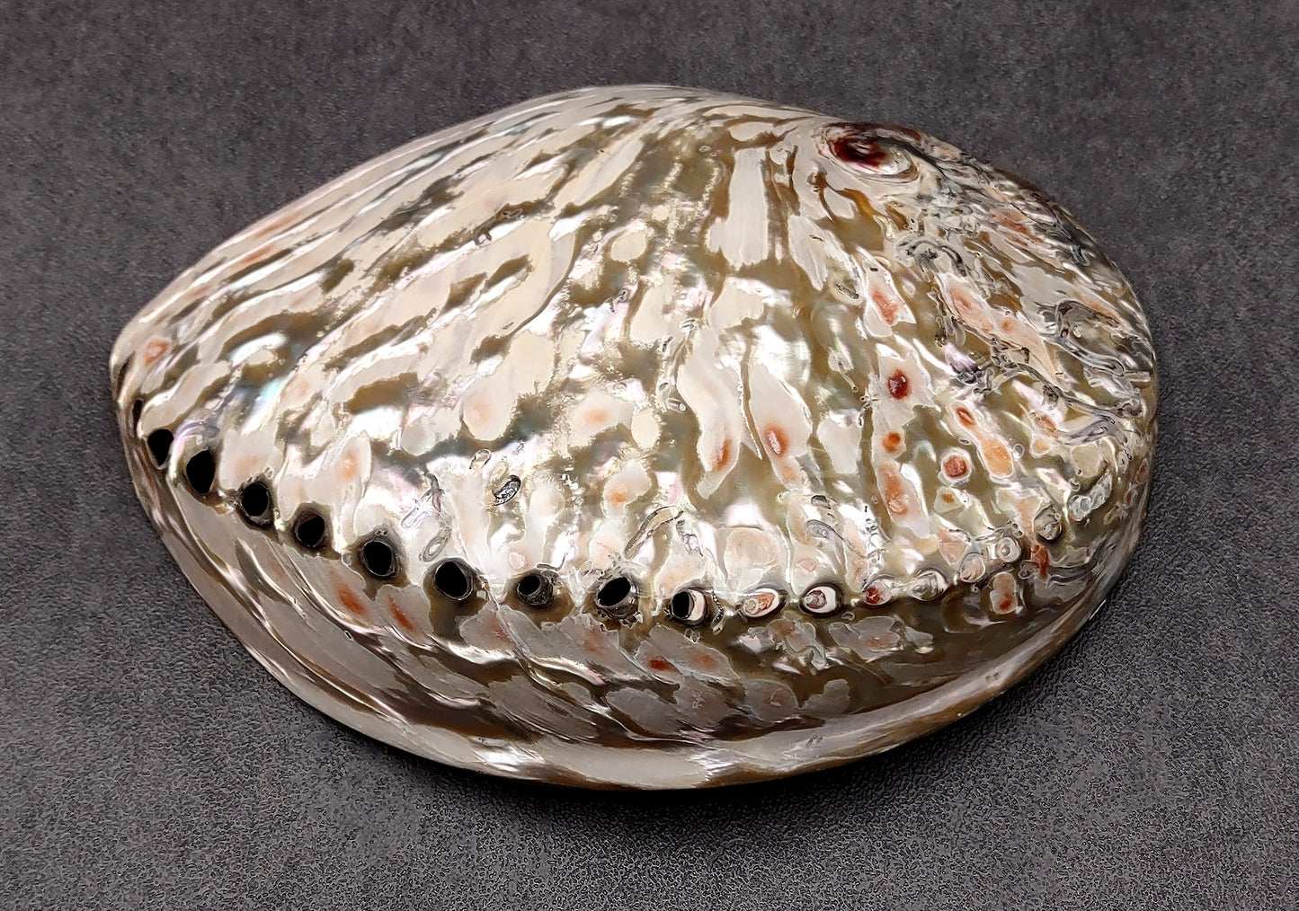 Polished White Abalone Midas Seashell Haliotis Midae (1 shell approx. 5+ inches) Iridescent shell polished for display, crafts & collecting!