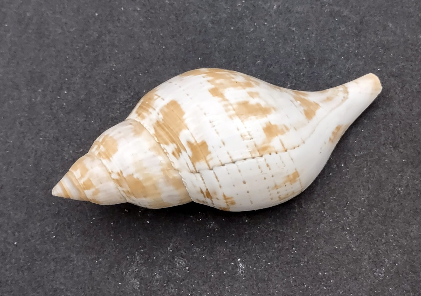 True Tulip Seashell - Fasciolaria Tulipa - (1 shell approx. 3-4 inches). Multiple shells laying to show the different angles of the coloring, shape, and patterns. Copyright 2022 SeaShellSupply.com.