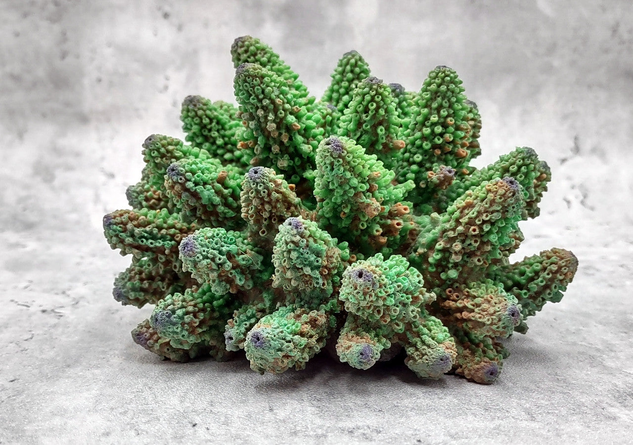 Corals & Anemones (ARTIFICIAL REPLICAS)