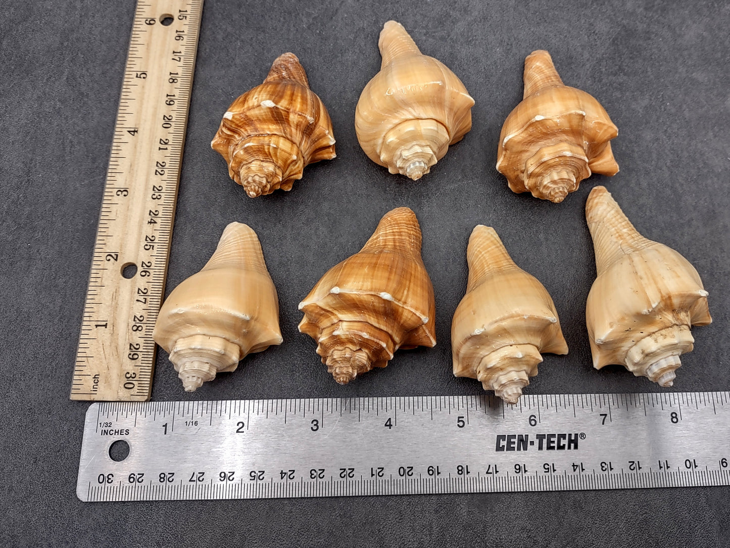 Vole Seashells Pugilina Cochlidium (3 shells approx. 2.5+ inches) Shells beautiful to add to any collection display or crafting project!