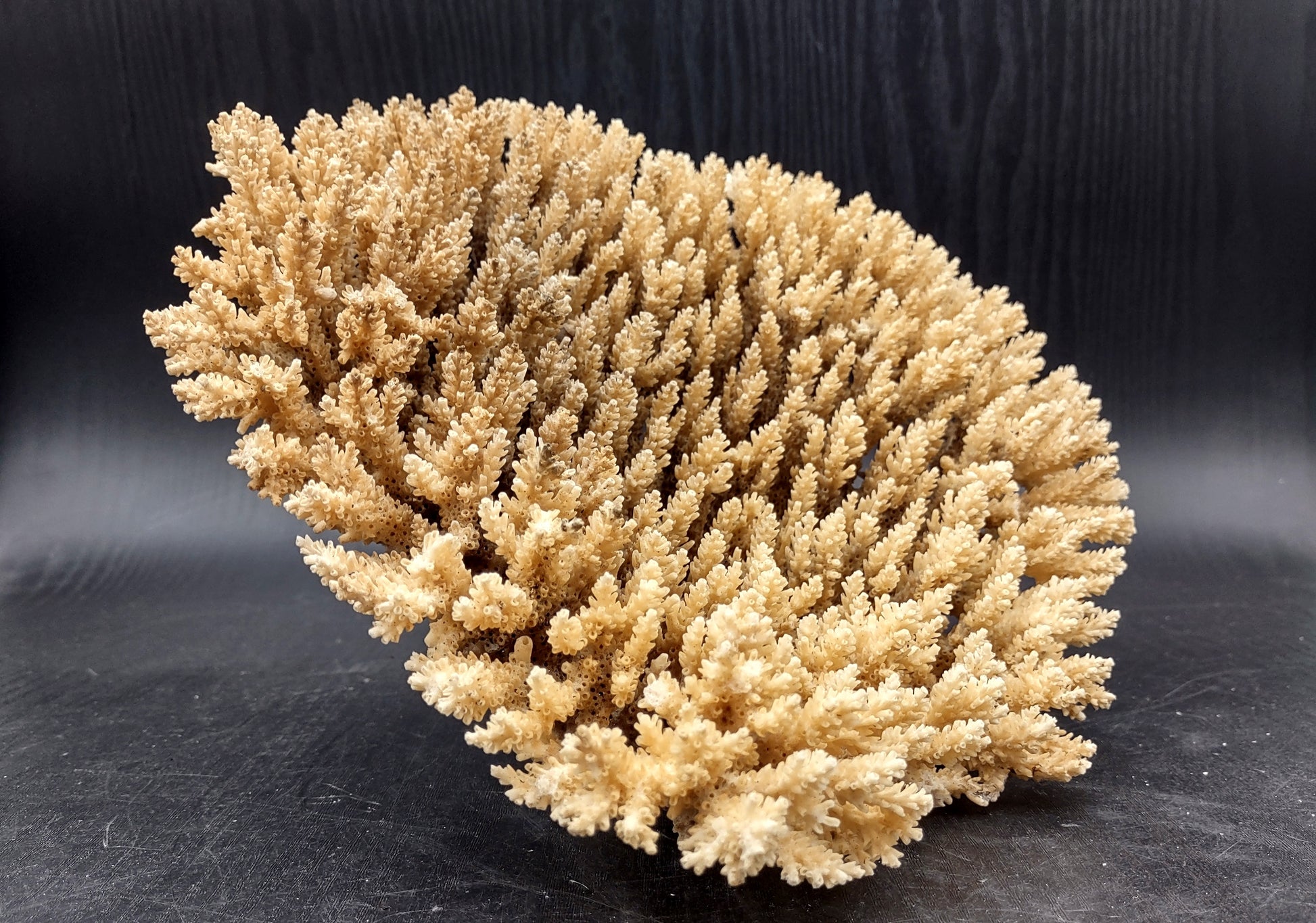 Image of Off White Natural Table Coral Large Cluster Acropora Latistella (1 coral approx. 10L x 6H x 10D inches) Copyright 2024 SeashellSupply.com