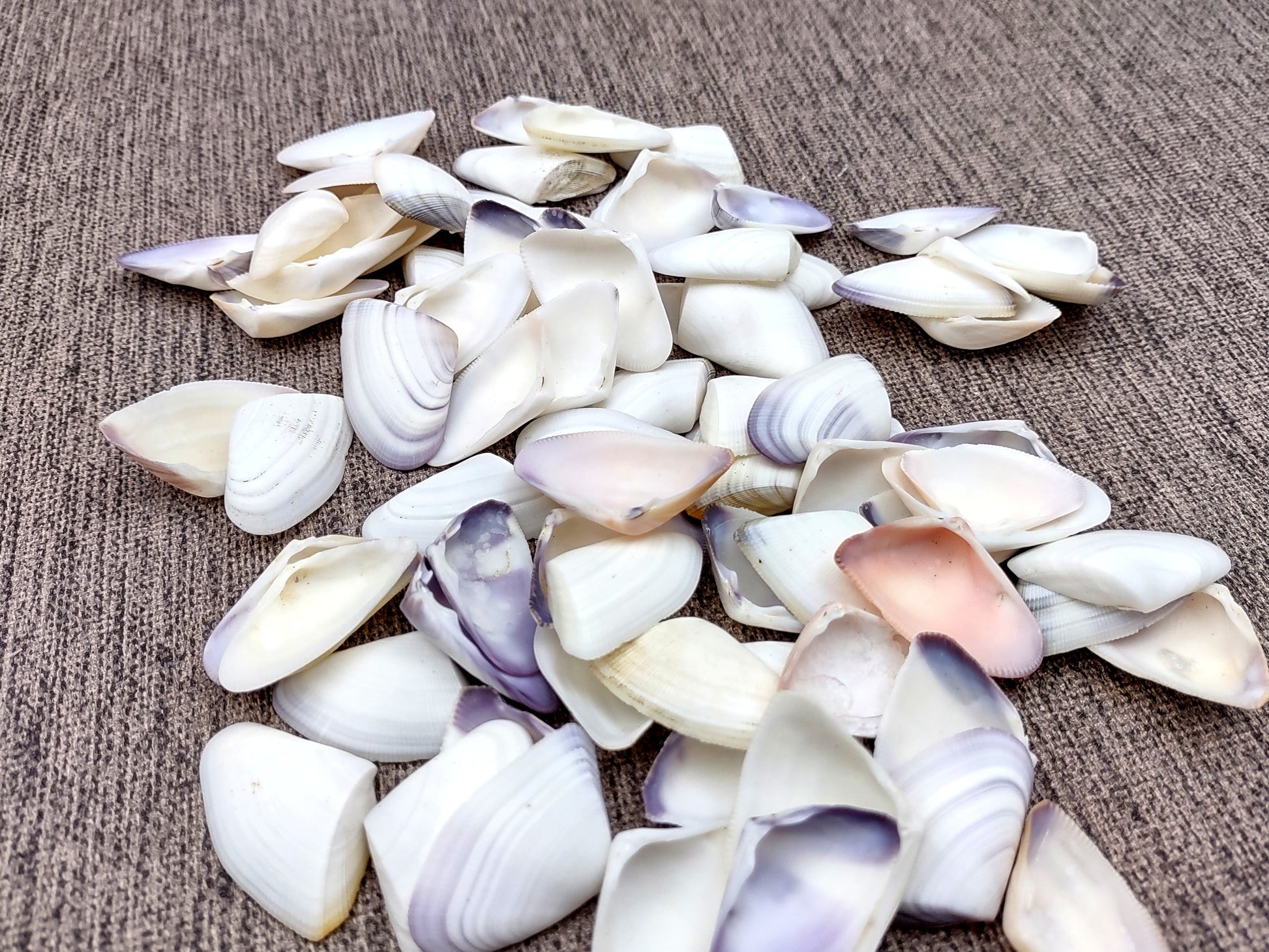 Blue White Coquina Shells Donax Variabilis (approx. 40+ shells 1+ inches) Great group of shells for coastal crafting and décor! Multi-sized pastel shell pieces. Copyright 2024 SeaShellSupply.com