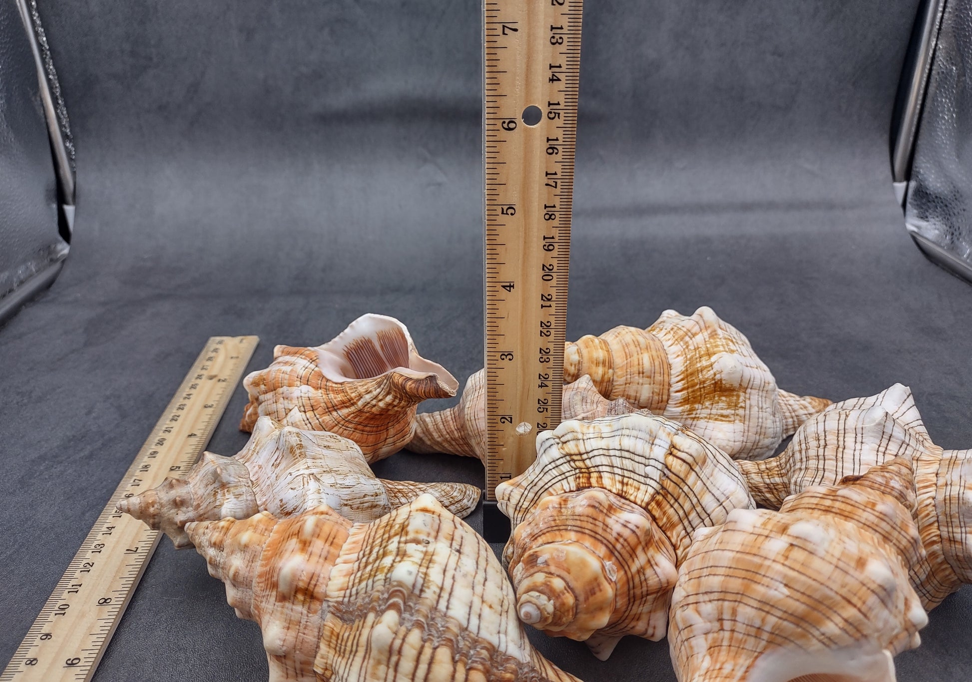 Large Fox Shell Fasciolaria Trapezium (1 shell approx. 5-6 inches) 1 shell with varying shades of white, orange and brown. Copyright 2022 SeaShellSupply.com.