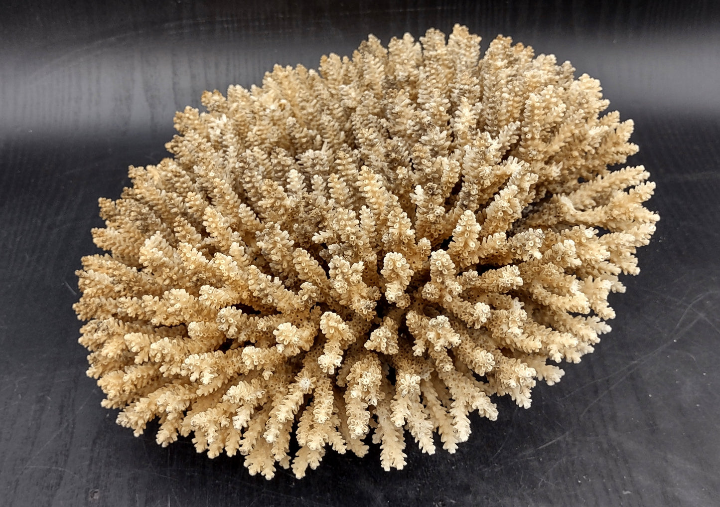 Image of Off White Natural Table Coral Large Cluster Acropora Latistella (1 coral approx. 12L x 6H x 11D inches) Copyright 2024 SeashellSupply.com