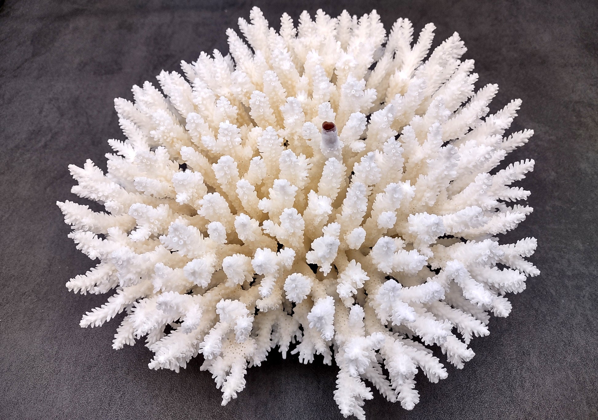 Photo of White Table Coral Large Cluster Acropora Latistella (1 coral approx. 9-11+ inches). Copyright 2024 SeashellSupply.com