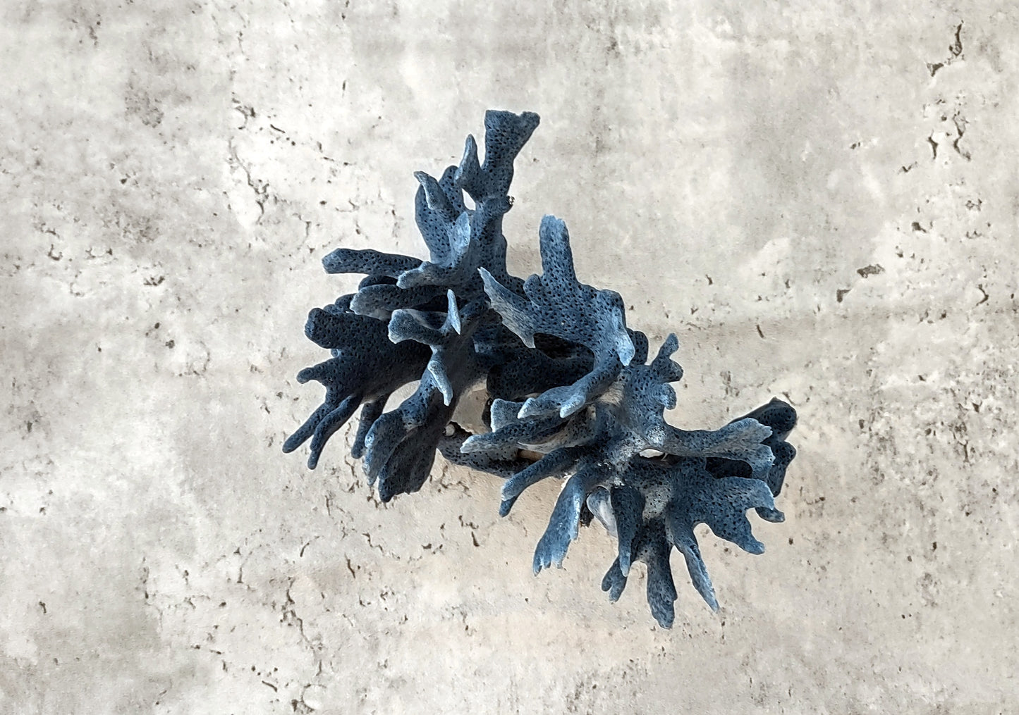 Blue Coral Cluster - Heliopora Coerula - (1 coral cluster 5-7 inches). Blue and white coral set with multiple tiny holes. Copyright 2022 SeaShellSupply.com.