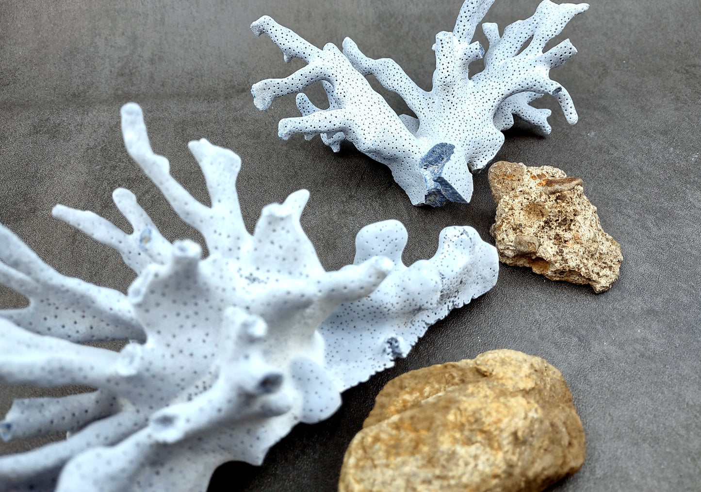 Photo of a large blue ridge coral fragment. Light blue. About three and one half inches long. Copyright 2024 SeashellSupply.com