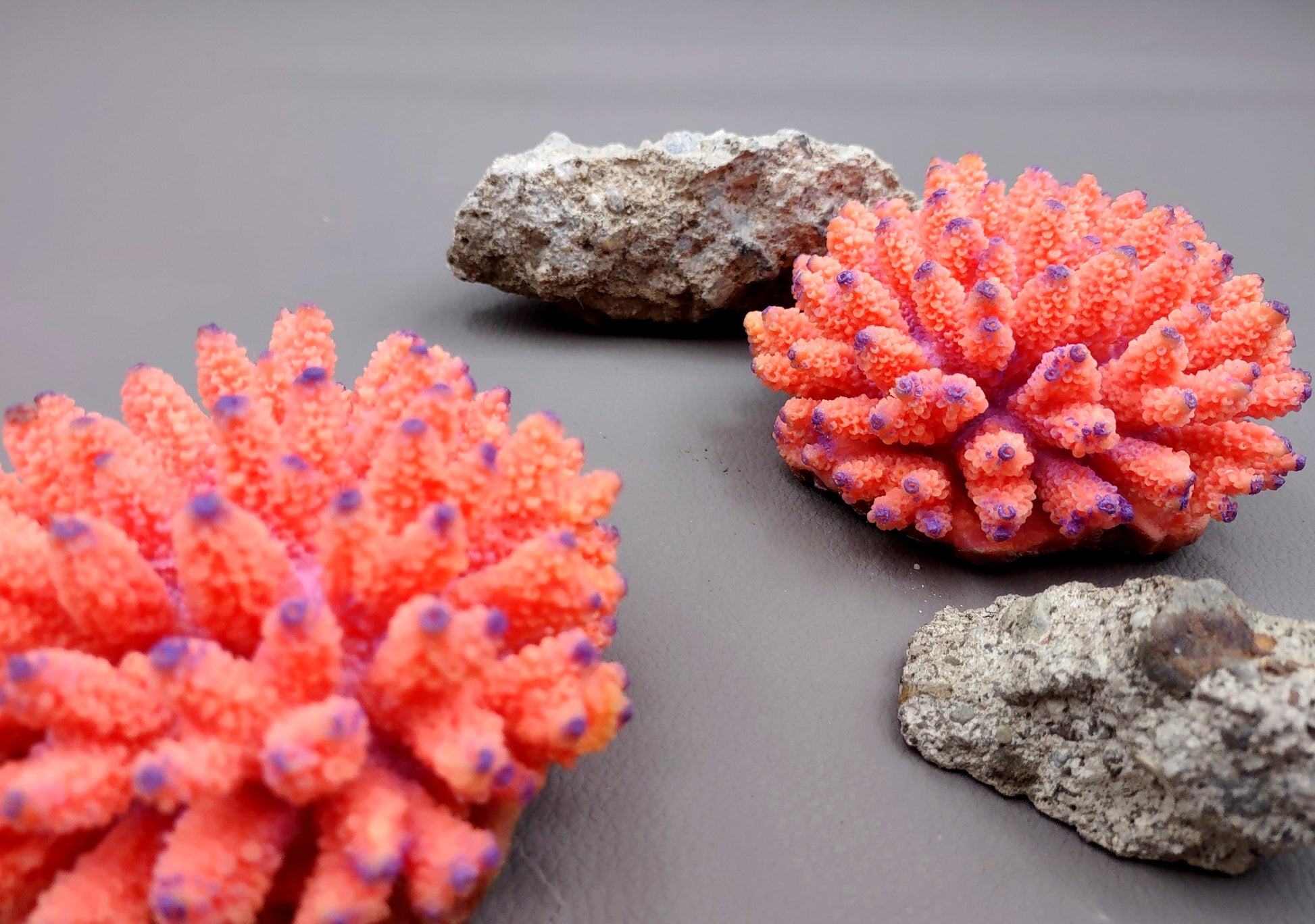 Orange FAUX Finger Coral Acropora Nasuta (1 FAKE Coral approx. 4Wx3Tx4D inches) Perfect coral for any coastal display! Orange round spike coral with a purple tip. Copyright 2024 SeaShellMart.com.