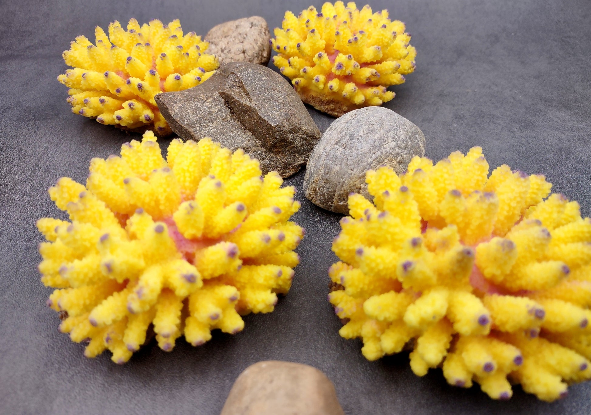Yellow FAUX Finger Staghorn Coral Acropora Humilis (1 FAKE Coral approx. 4Wx3Tx4D) Perfect coral for any coastal display or crafting! Copyright 2024 SeaShellMart.com.