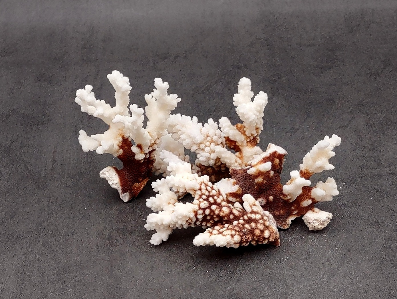Medium Coral Pieces (5 coral pieces approx. 3+ inches) Coral pieces to add to any coastal display or collection!