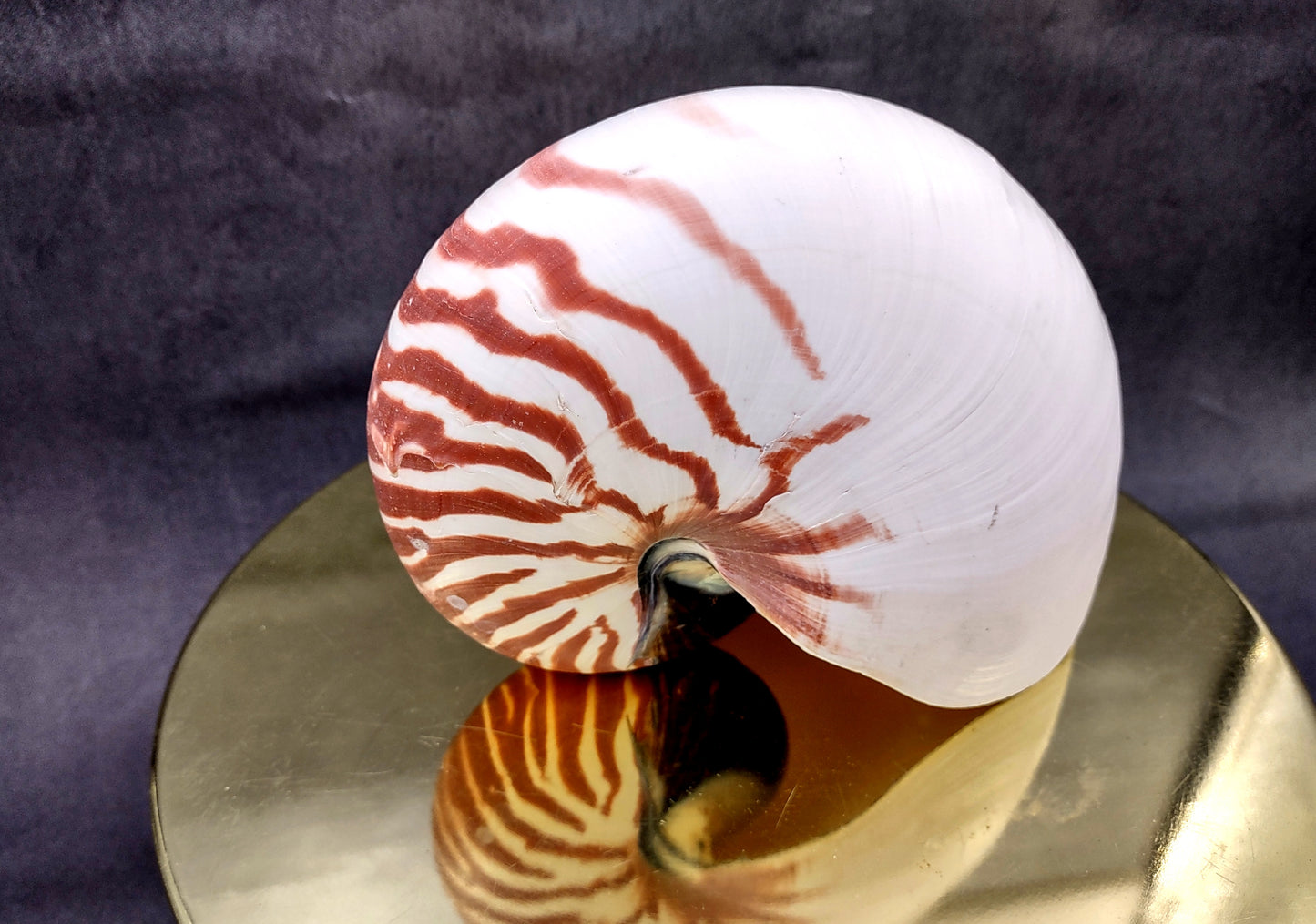 Natural Nautilus Seashell (6-7") - Nautilus Pompilius