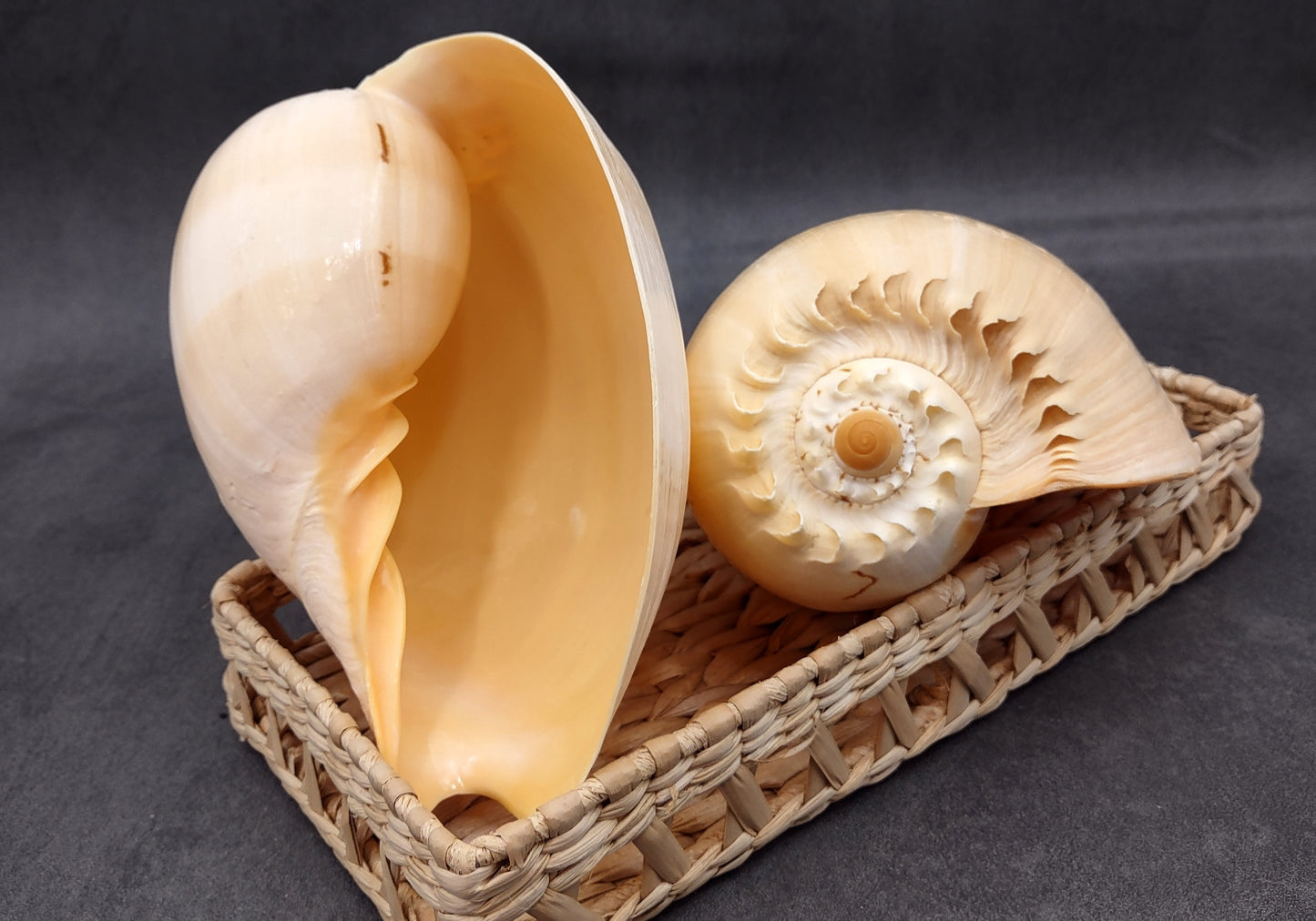Large Indian Voluta Melo Seashell (1 shell approx. 7+ inches) Perfect shells for coastal crafting decor & collections!