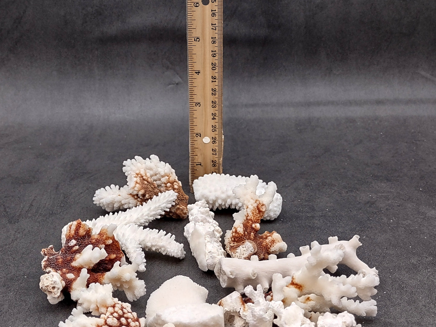 Medium Coral Pieces (5 coral pieces approx. 3+ inches) Coral pieces to add to any coastal display or collection!