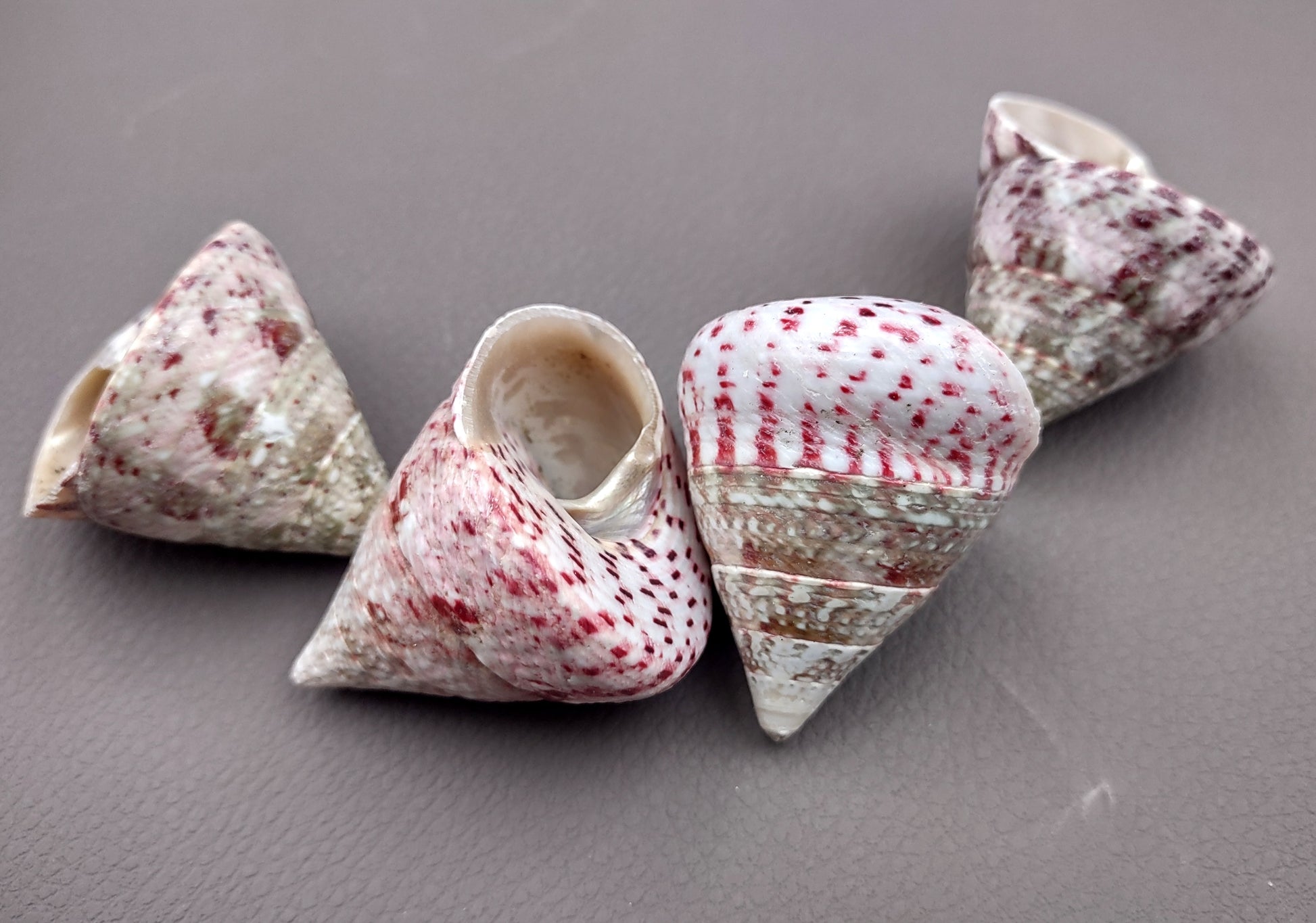 Strawberry Trochus Seashells - Techtus Conus - (4 shells approx. 1.5-2.5 inches). Four spiral pink and purple shells laid out to show the different angles. Copyright 2024 SeaShellSupply.com.