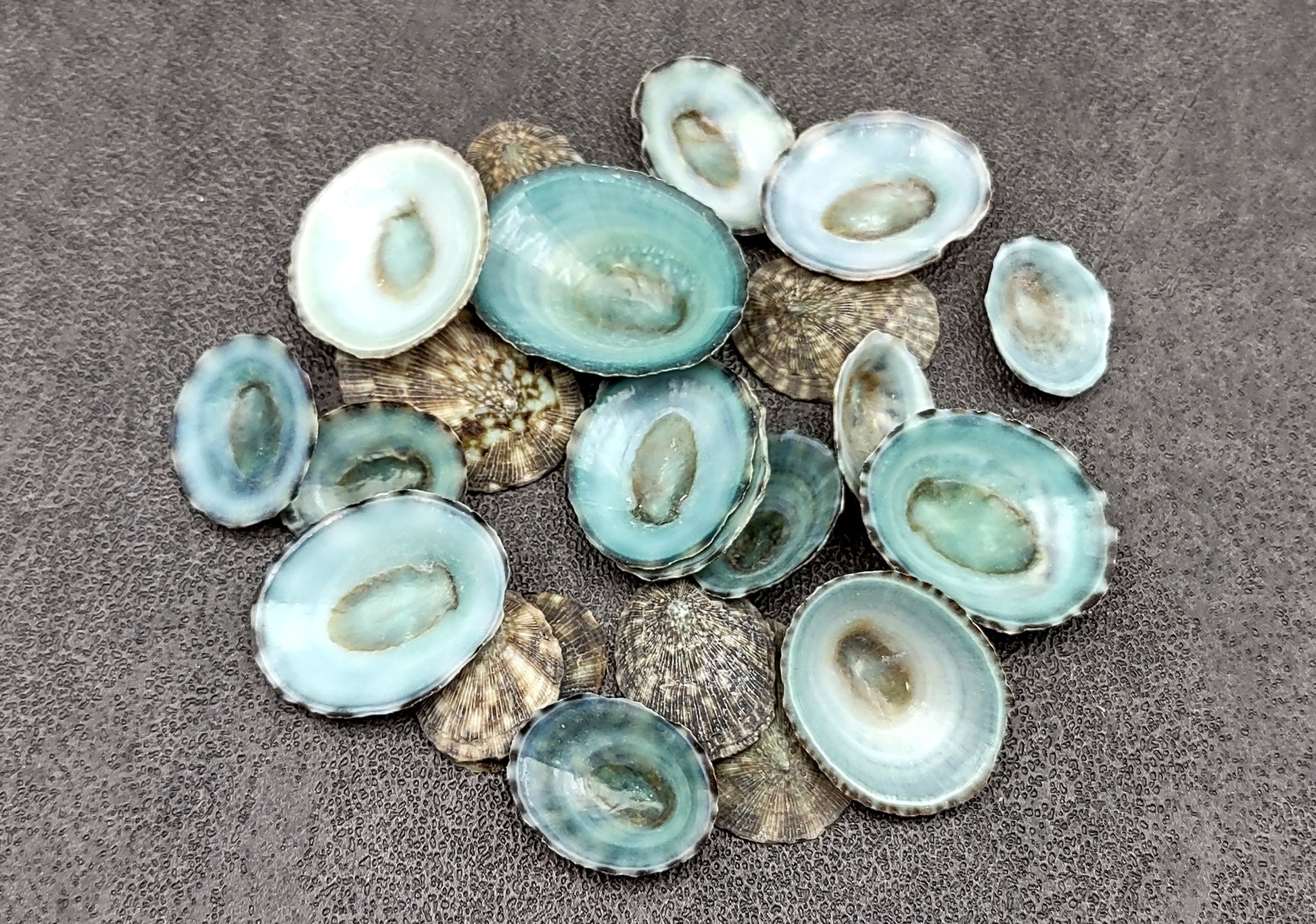 Green Limpet Seashells - Sutorria Mesoleuca - (approx. 20+ shells .5-1 inch)
Pile of small brown shell halves with greenish white interior.
Copyright 2022 SeaShellSupply.com