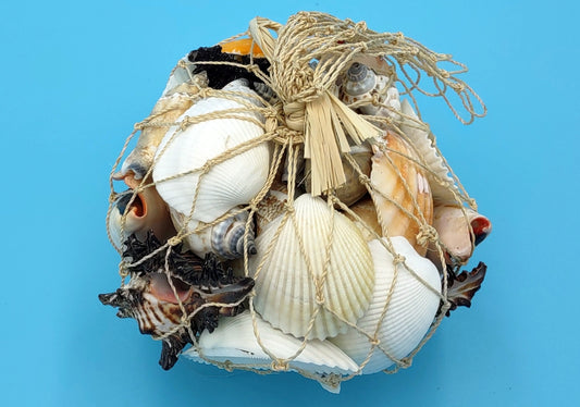 Netted Mixed Shell Assortment. Set of multiple different colored and sized shells in a cute little bag. Copyright 2022 SeaShellSupply.com.