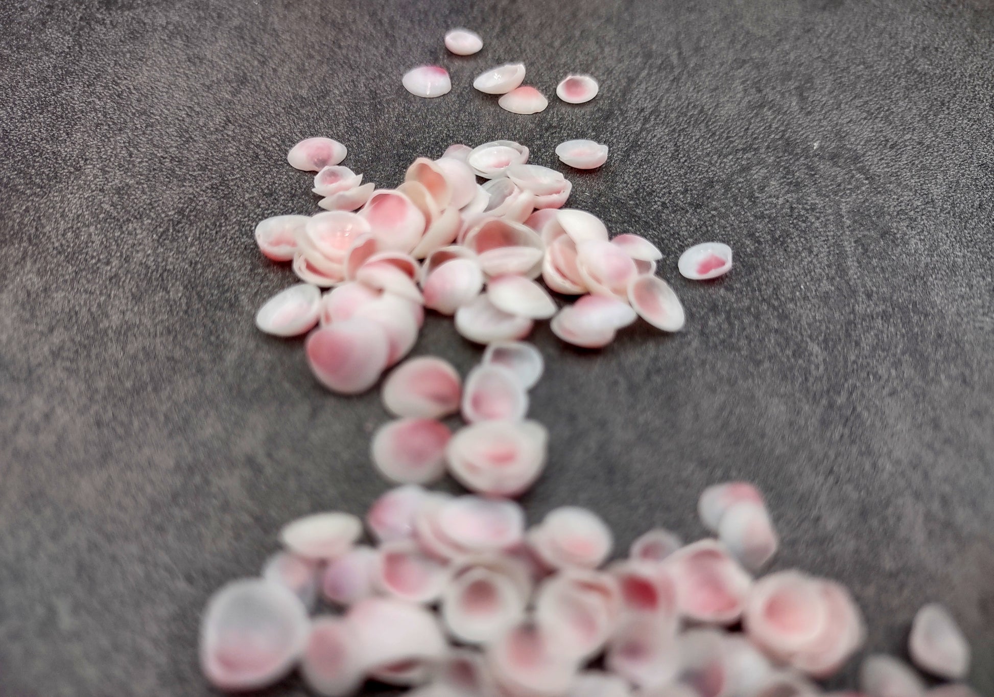Light Pink Tellin Seashell Rose Petal Halves (approx. 0.25 cup 70+ shells 0.15+ inches) Rose Pink White Shells for crafts & art projects. Copyright 2024 SeashellSupply.com