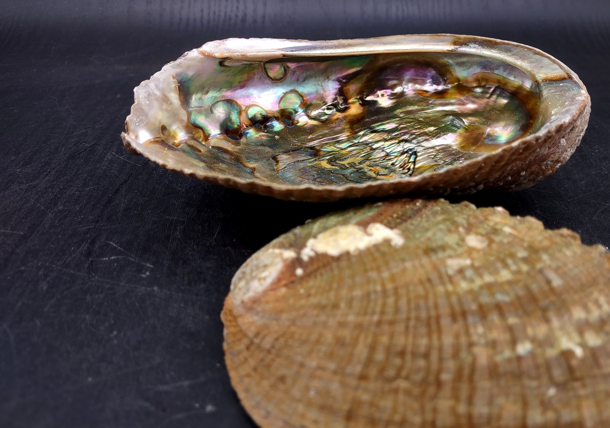 Green Abalone Seashell (4-6 Inch) - Haliotis Fulgens. Rainbow colored ombre shell. Copyright 2024 SeaShellSupply.com.