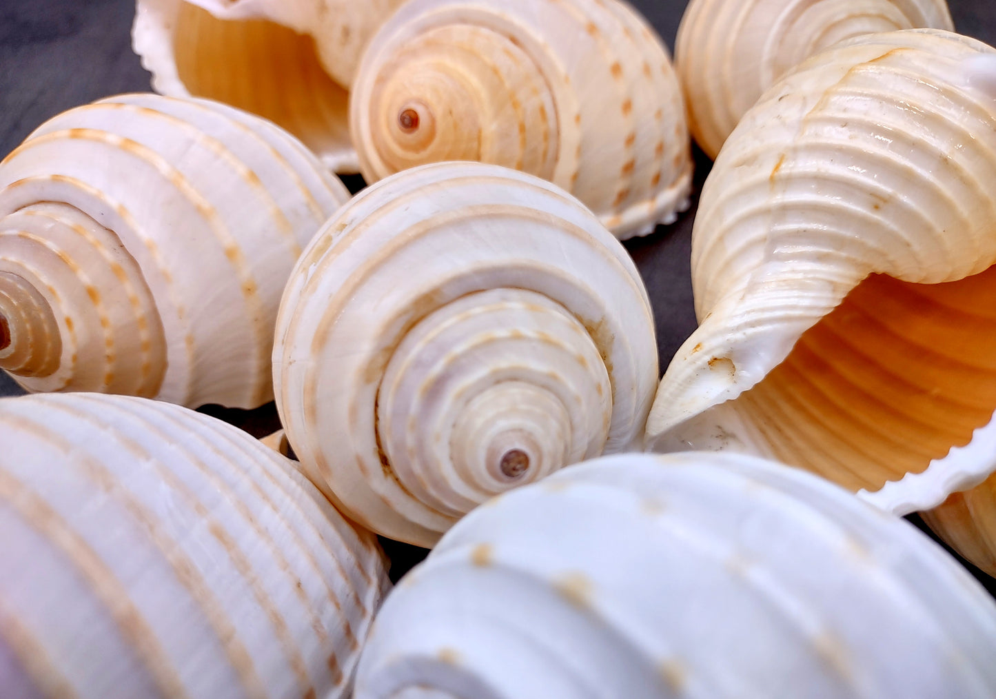 Costate Tun Seashells Tonna Allium (3 shells approx. 2+ inches) Great shells for coastal crafting décor & collections!