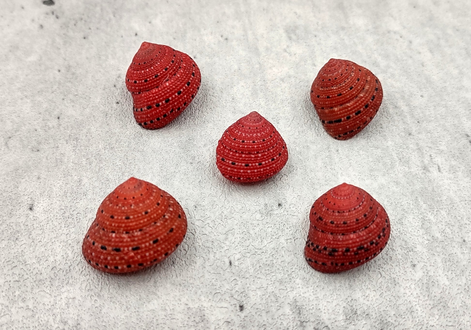 Strawberry Top Seashells (5 pcs.) - Clanculus Puniceus. Very beautifully brightly colored strawberry shell. Copyright 2022 SeaShellSupply.com.
