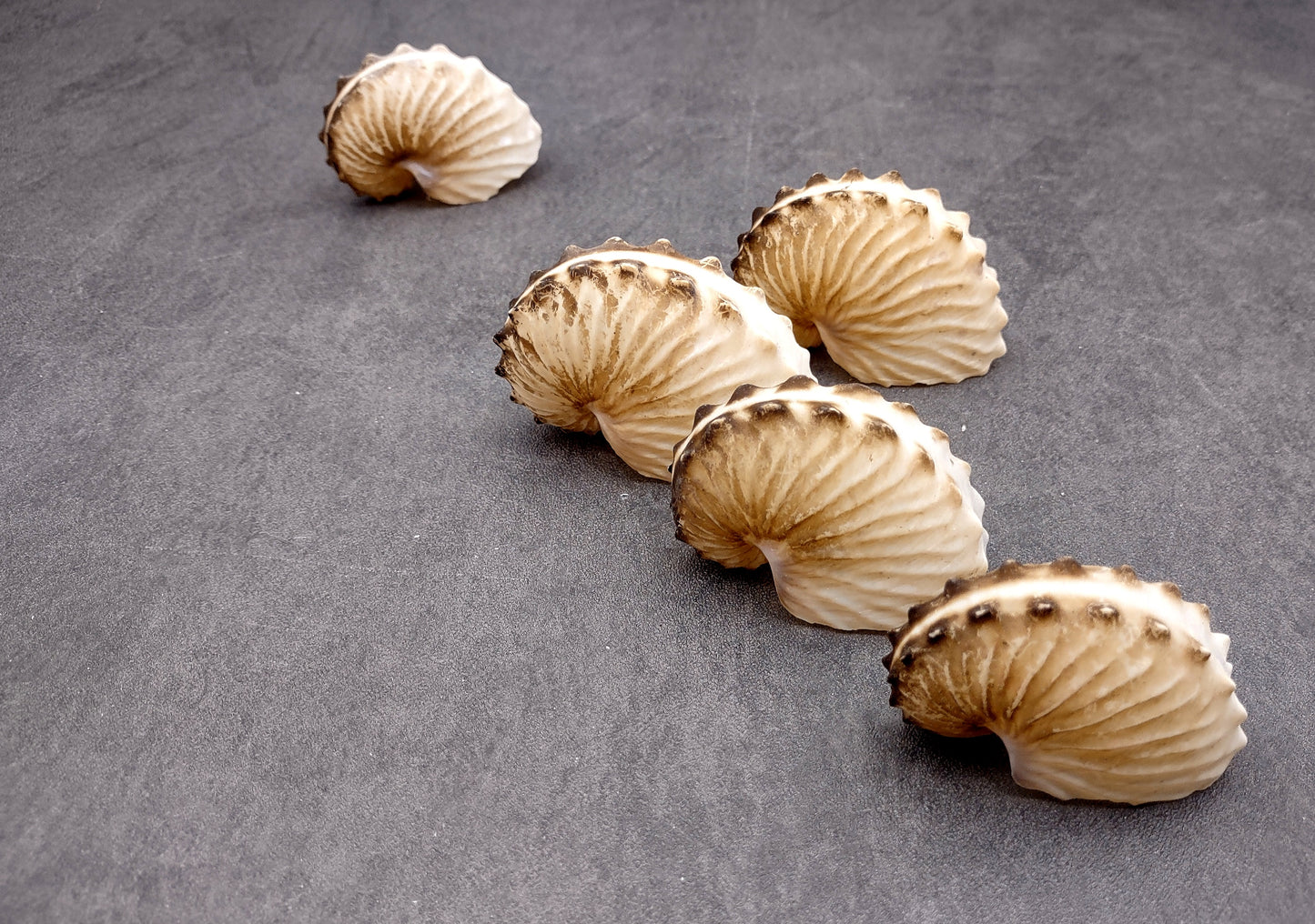 Brown Paper Nautilus Seashell Rare Argonauta Hians (1 shell approx. 2.25+ inches) Swell shells for coastal crafting decor & collections!