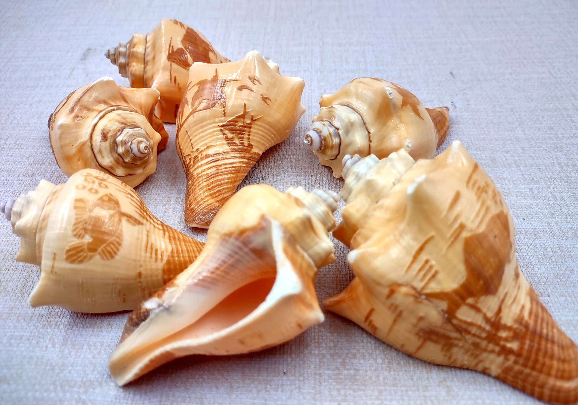 Carved Conch Seashell Decorative Set (3 shells approx. 3+ inches) Two fish and a sunset. Conch shell great for coastal crafting display & collecting! Tan shaded spiral shell. Copy right 2024 SeaShellSupply.com