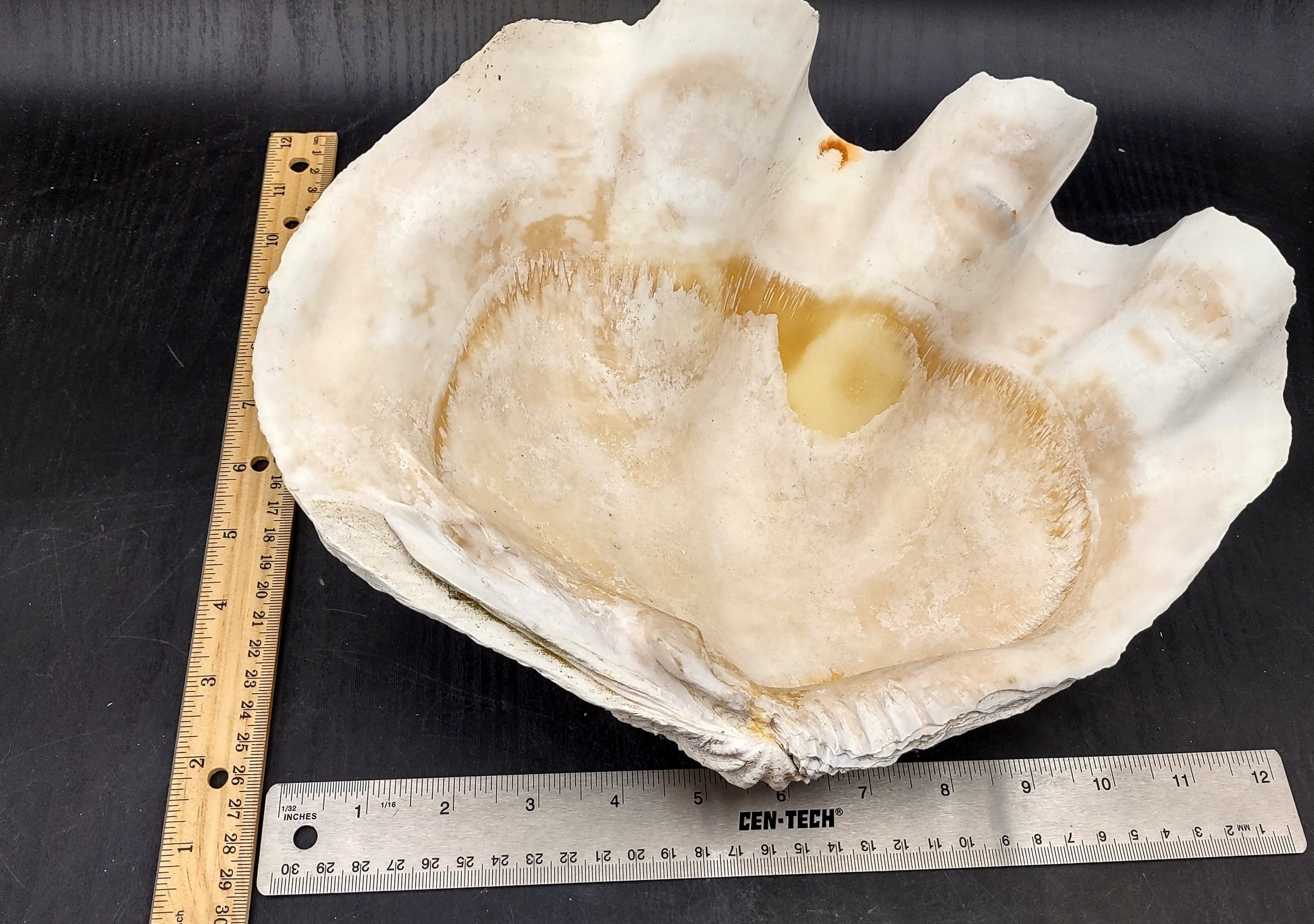 Giant clam shell individual specimen. Copyright 2024 SeashellSupply.com