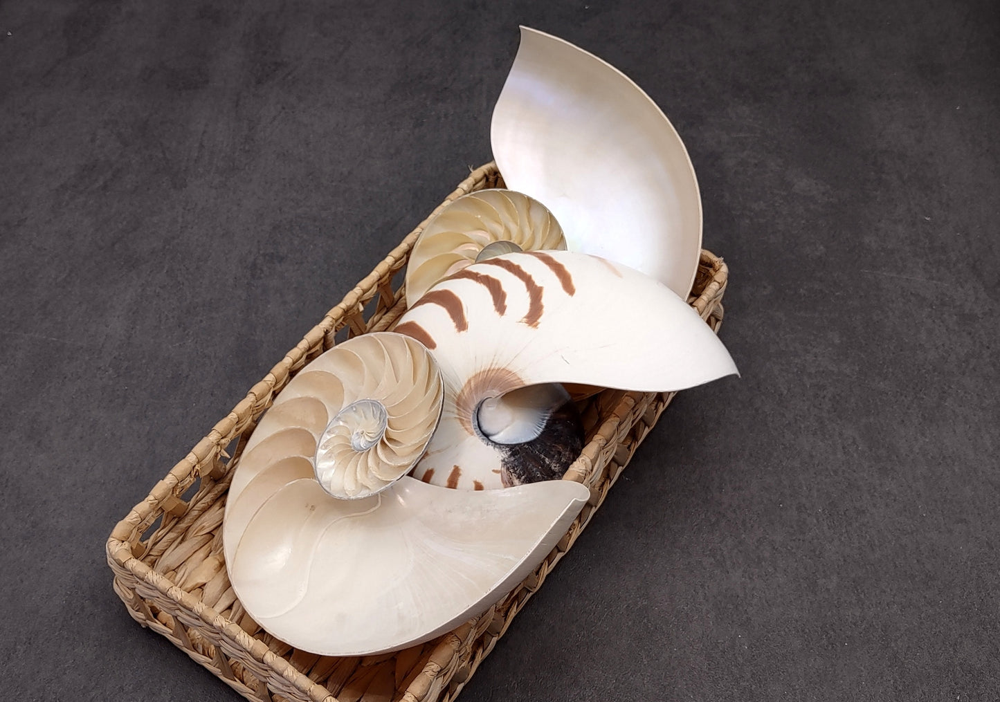 Natural Nautilus Seashell Right Cut Single Half Nautilus Pompilius (1 HALF shell approx. 6+ inches) Shells for crafts and collections!