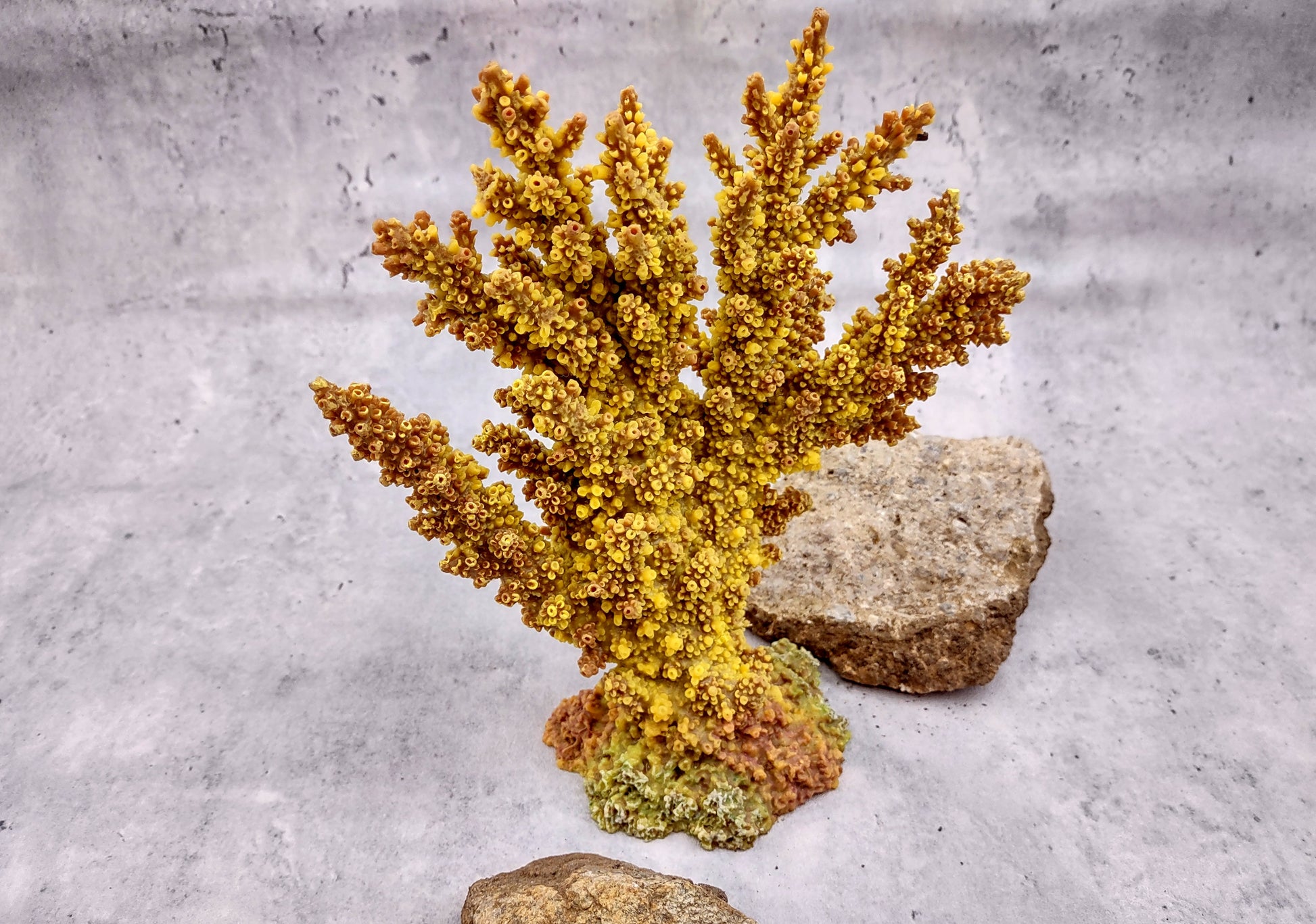 Yellow/Tan FAUX Branch Coral - Acropora Florida - (1 Fake Coral approx. 7.5Tx7Wx2D inches) on light background. Copyright 2024 SeaShellSupply.com