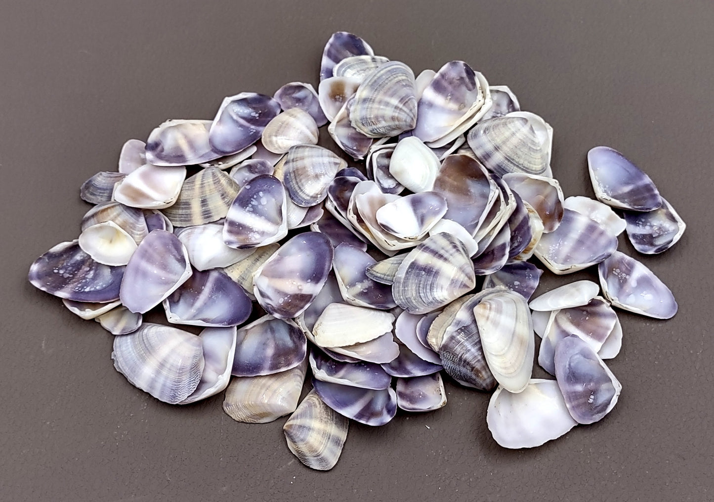 Purple/White Coquina Shells - Donax Variabilis - (1/2 cup approx. 80-100 shells .5-1 inch). Multiple purple and light pink ombre shells with a little white in a pile. Copyright 2022 SeaShellSupply.com.
