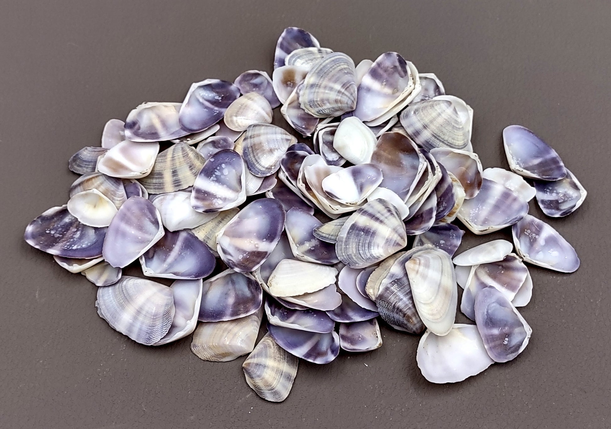 Purple/White Coquina Shells - Donax Variabilis - (1/2 cup approx. 80-100 shells .5-1 inch). Multiple purple and light pink ombre shells with a little white in a pile. Copyright 2022 SeaShellSupply.com.