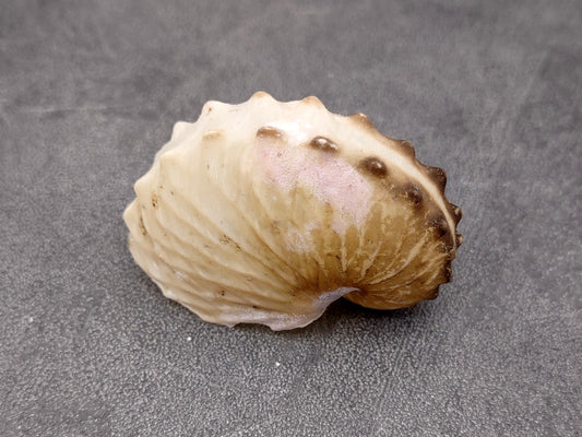 Brown Paper Nautilus Seashell Rare Argohauta Hians (1 shell approx. 1+ inches) Perfect shells for coastal crafting decor & collections! Light tan arched shell with smaller spikes. Copy right 2024 SeaShellMart.com
