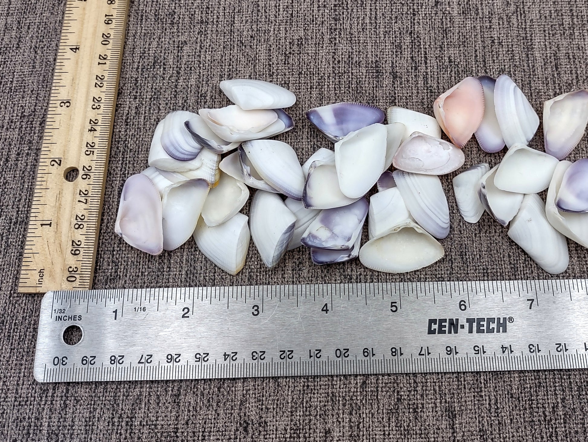 Blue White Coquina Shells Donax Variabilis (approx. 40+ shells 1+ inches) Great group of shells for coastal crafting and décor! Multi-sized pastel shell pieces. Copyright 2024 SeaShellSupply.com